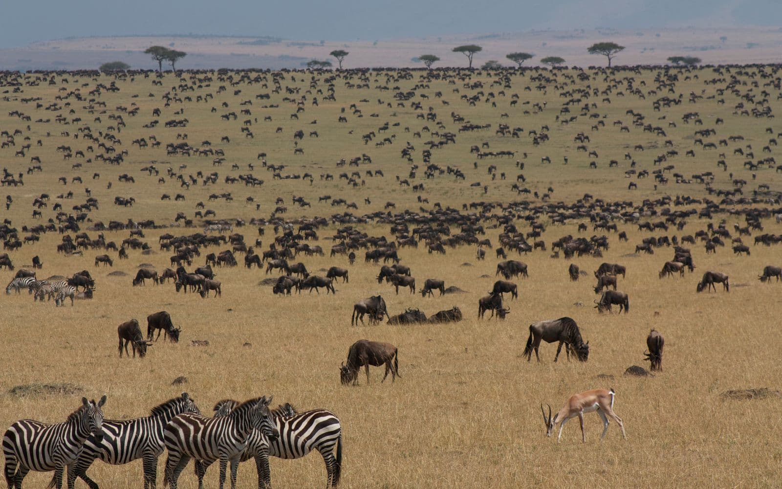 A large herd of wildebeest and zebra crossing the Kenyan savannah during the migration