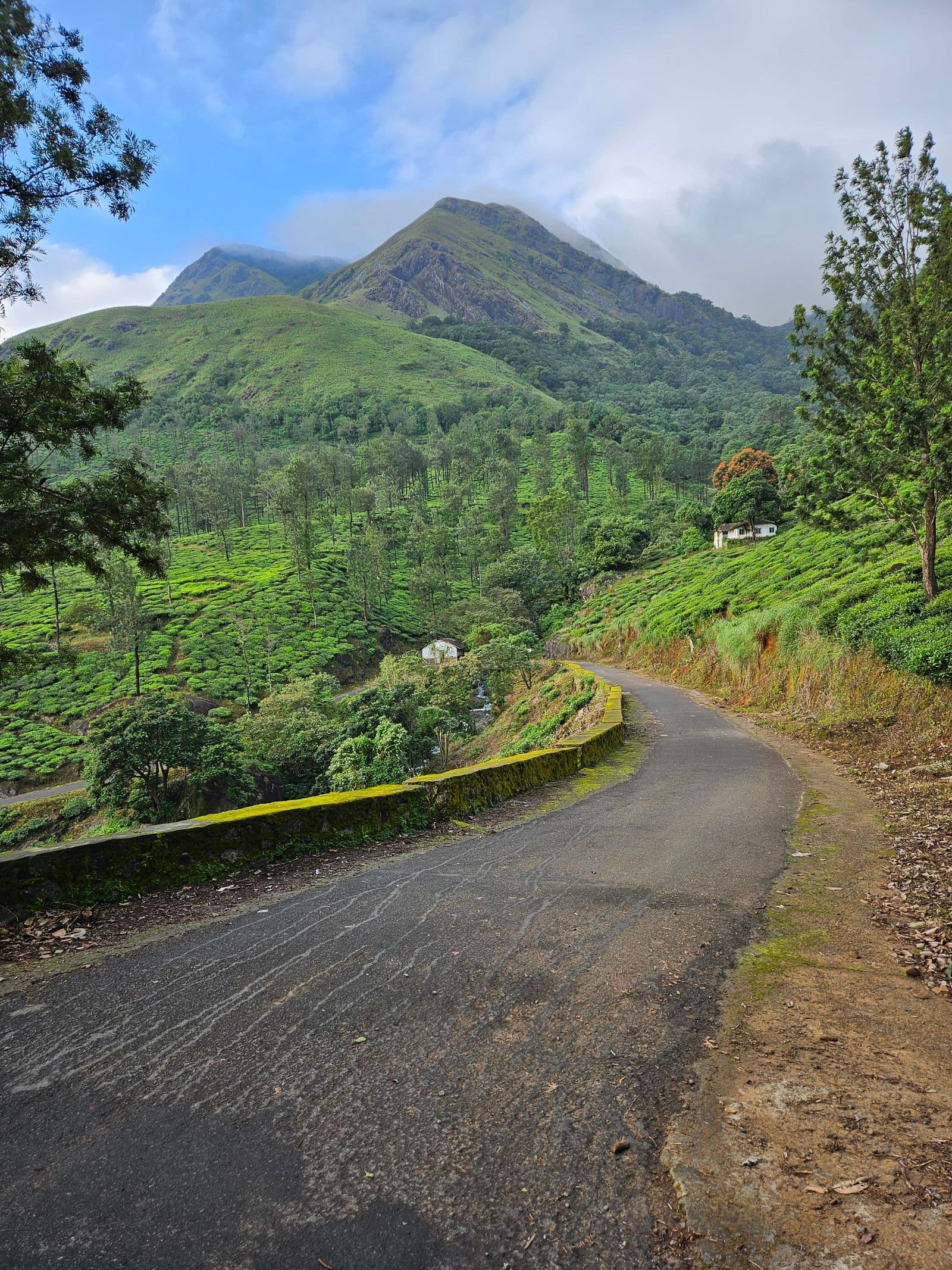 A road running through lush green tea estates in Wayanad, Kerala