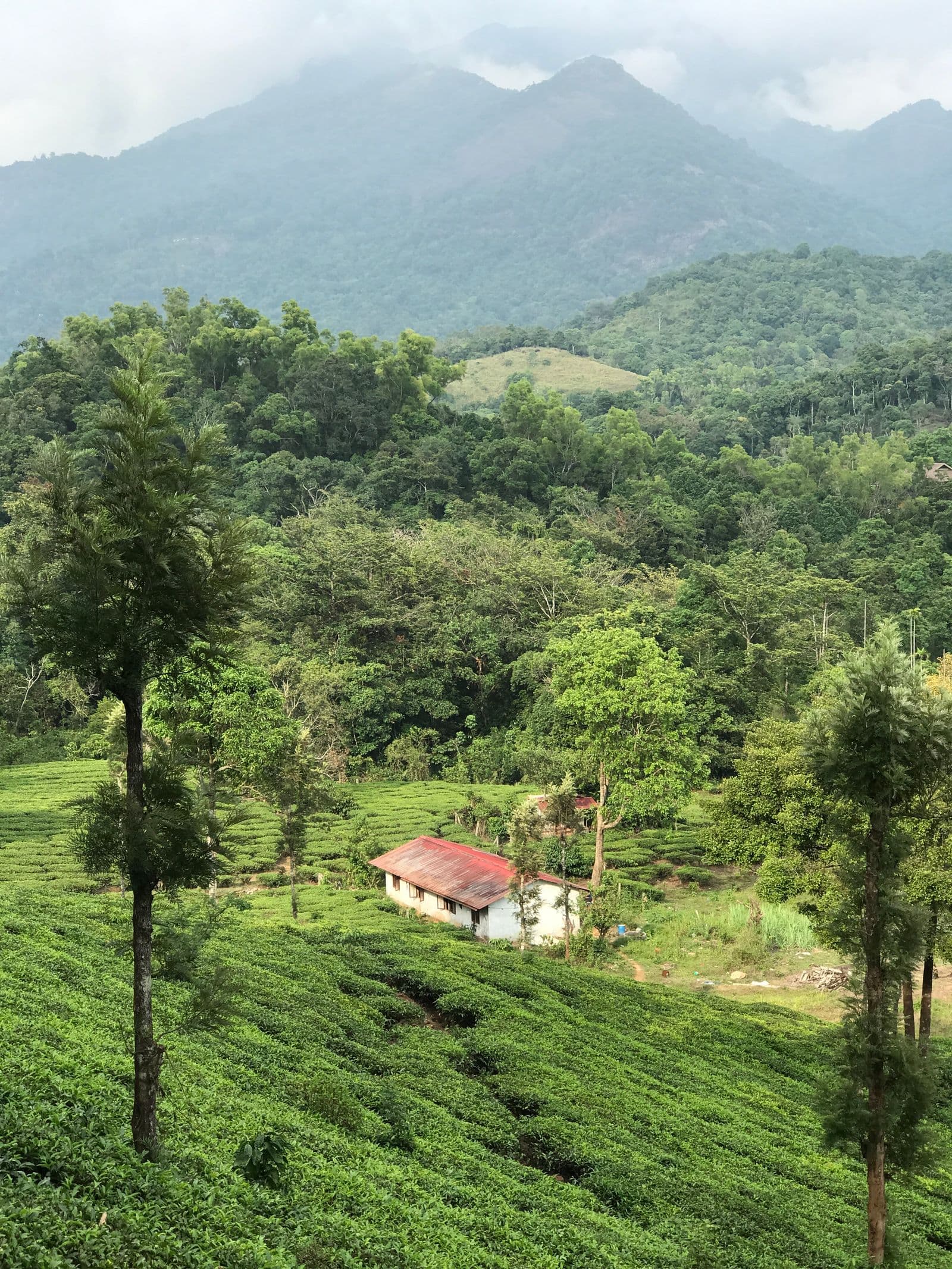 Deep green forest and layered hills seen from a viewpoint in Wayanad