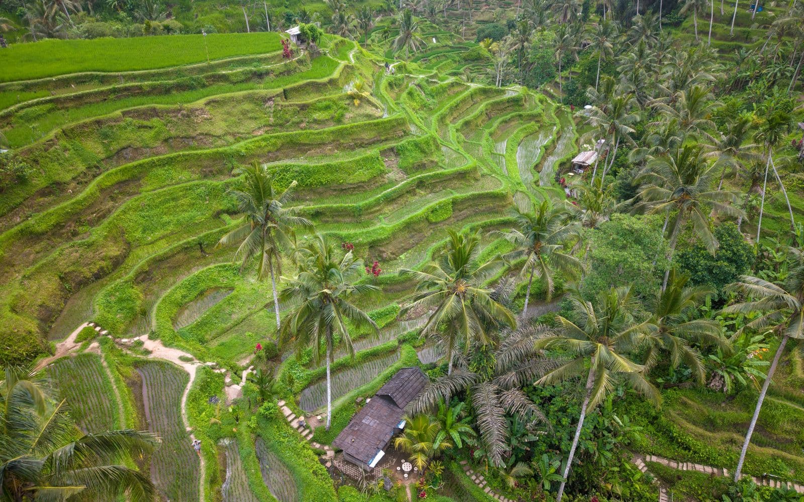 Terraced green rice fields and palms in the hills near Ubud, Bali