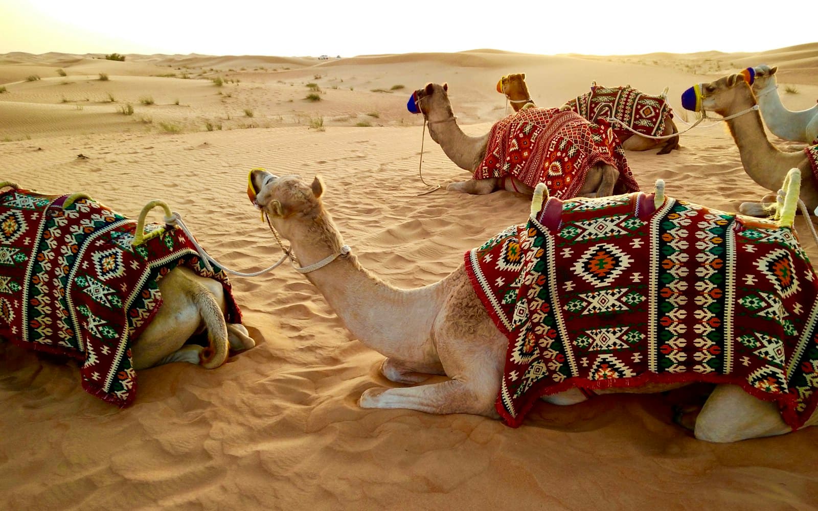 Saddled camels resting on the sand at a desert camp outside Dubai