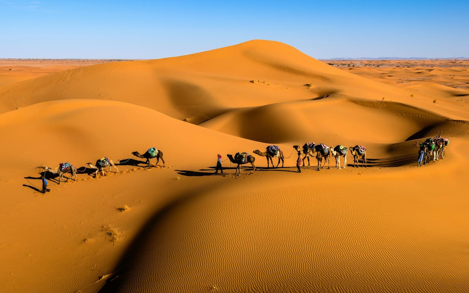 A line of camels crossing high orange dunes under a blue sky