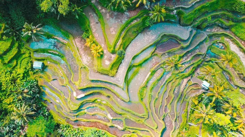 Aerial view of rice terraces in Bali, Indonesia