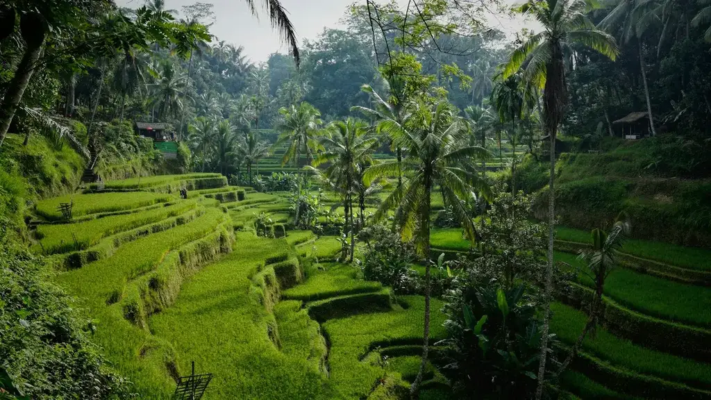 Tegallalang rice terraces and palm trees, Bali