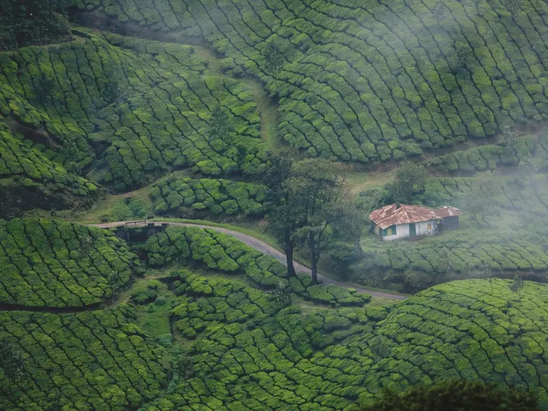 Tea estates in Munnar