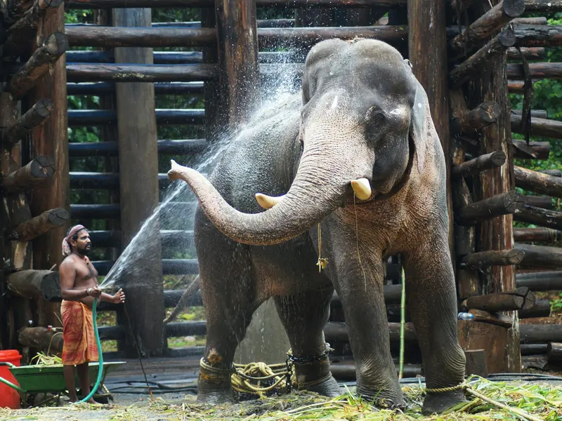 Elephant bathing near Thekkady